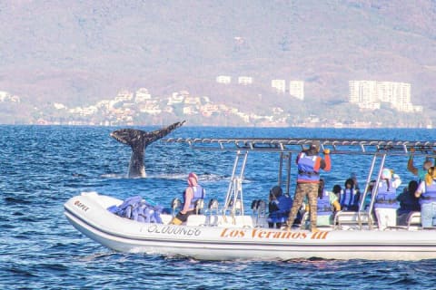 Observation des baleines en bateau rapide avec panier-repas à Puerto Vallarta — photo 5