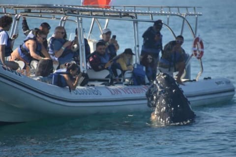 Observation des baleines en bateau rapide avec panier-repas à Puerto Vallarta — photo 1