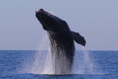 Observation des baleines en bateau rapide avec panier-repas à Puerto Vallarta — photo 9