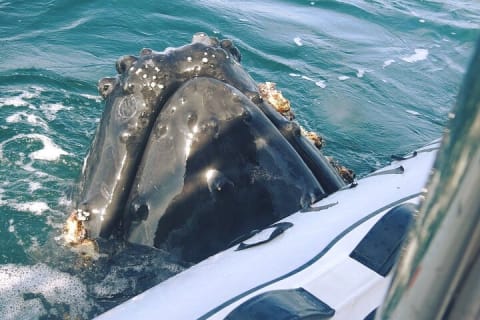 Observation des baleines en bateau rapide avec panier-repas à Puerto Vallarta — photo 3