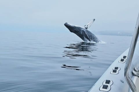 Observation des baleines en bateau rapide avec panier-repas à Puerto Vallarta — photo 8