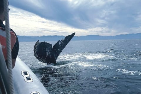 Observation des baleines en bateau rapide avec panier-repas à Puerto Vallarta — photo 6