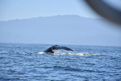 Observation des baleines en bateau rapide avec panier-repas à Puerto Vallarta — photo 10