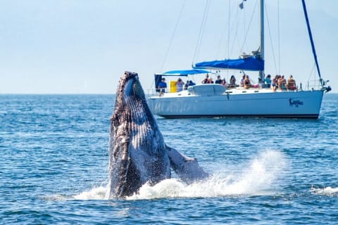 Puerto Vallarta : voilier de luxe avec snorkeling, bar ouvert et déjeuner — photo 14