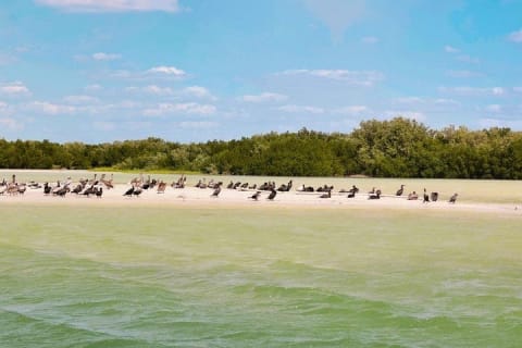 Isla Columpios and Progreso Day Trip — photo 4