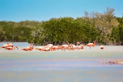 Isla Columpios and Progreso Day Trip — photo 6