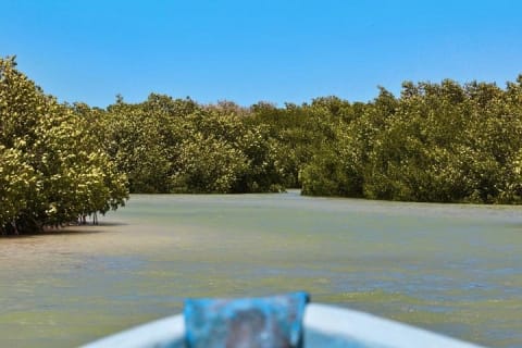 Isla Columpios and Progreso Day Trip — photo 8