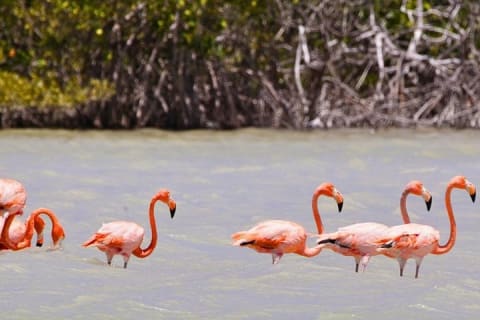 Isla Columpios and Progreso Day Trip — photo 12