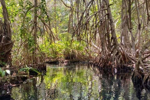 Sisal Mangroves Tour with Beach Visit and Local Experience — photo 5