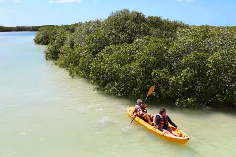 Sisal Mangroves Tour with Beach Visit and Local Experience — photo 4