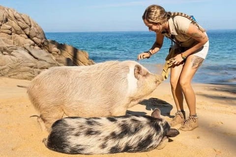 Descubre Playa Las Caletas y el parque de aventura en Puerto Vallarta — photo 5