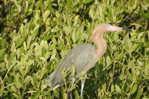 Holbox 3 Island Group Tour — photo 7