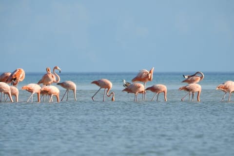 Holbox 3 Island Group Tour — photo 8