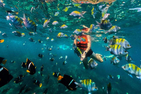 Puerto Vallarta: tour de snorkel con peces tropicales y tirolesa — photo 5
