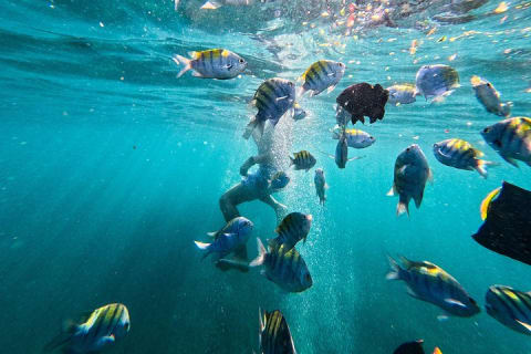 Puerto Vallarta: tour de snorkel con peces tropicales y tirolesa — photo 3