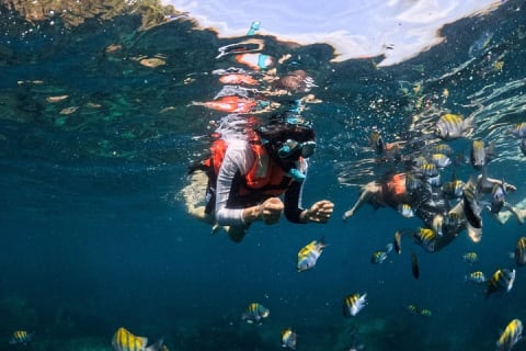 Puerto Vallarta: tour de snorkel con peces tropicales y tirolesa — photo 11