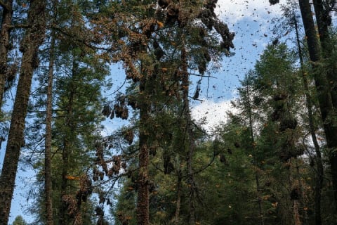From Mexico City: Valle de Bravo & Butterfly Sanctuary — photo 8