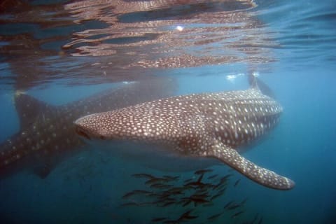 Nada con el gigante del mar: el tiburón ballena — photo 2