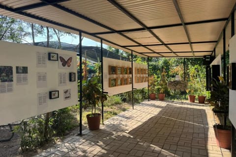 Butterfly Sanctuary, Museum & Lunch with Transport — photo 6