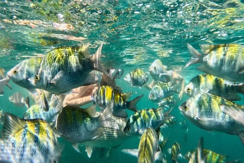 Aventure locale de snorkeling à Majahuitas et journée détente sur la plage — photo 2