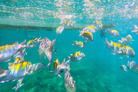 Aventure locale de snorkeling à Majahuitas et journée détente sur la plage — photo 8