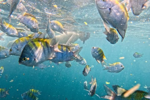 Aventure locale de snorkeling à Majahuitas et journée détente sur la plage — photo 11