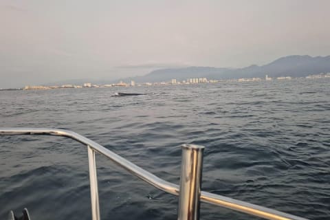 Excursion privée de 3 heures d'observation des baleines — photo 3
