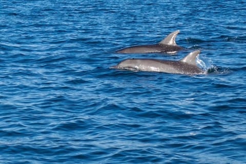 Excursion privée de 3 heures d'observation des baleines — photo 10