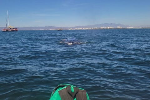 Excursion privée de 3 heures d'observation des baleines — photo 15