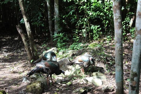 Climb the tallest pyramid of Yucatan and visit a unique cenote — photo 12