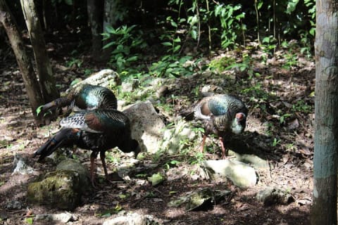Climb the tallest pyramid of Yucatan and visit a unique cenote — photo 5