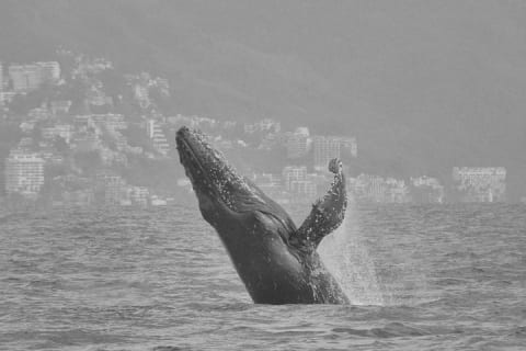 Observación de ballenas con biólogo a bordo — photo 1