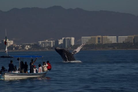 Observación de ballenas con biólogo a bordo — photo 2