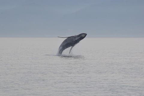 Observación de ballenas con biólogo a bordo — photo 3