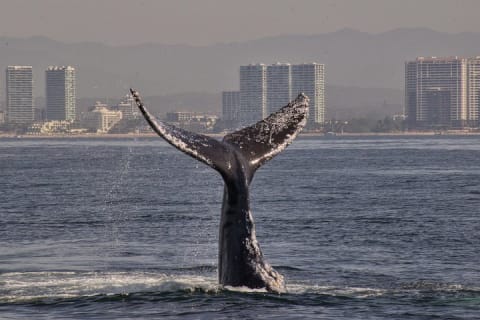 Observación de ballenas con biólogo a bordo — photo 5