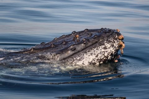 Observación de ballenas con biólogo a bordo — photo 6