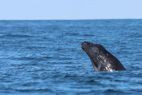 Observación de ballenas con biólogo a bordo — photo 8