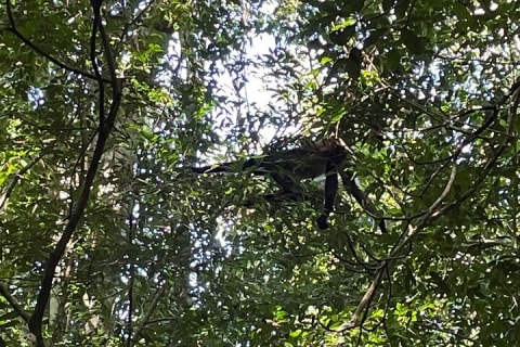 Cobá Archaeological Site, Monkey Habitat + Lunch Private SUV Tour — photo 10