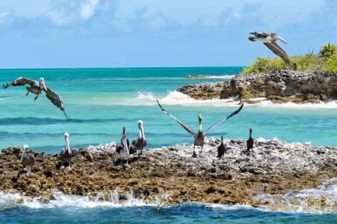 Excursion à Isla Contoy : paradis intact et journée de plage — photo 5