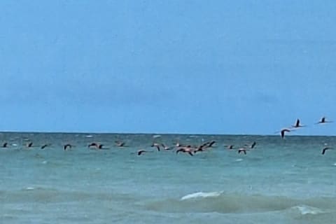 Tour privado de playa desde Mérida: Isla Columpio, Chuburná y Progreso — photo 4