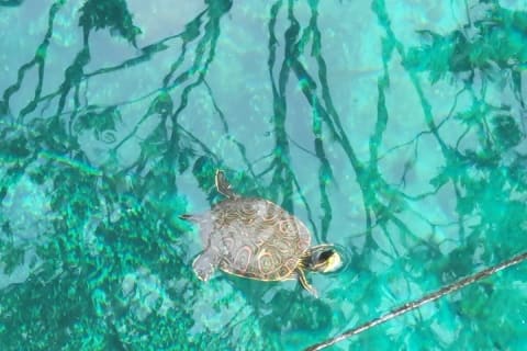 Experience at Cenote Zemway in Tulum — photo 8