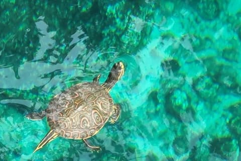 Experience at Cenote Zemway in Tulum — photo 5