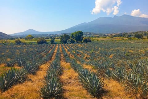Tour de día completo a la fábrica de tequila y Cantaritos el Güero — photo 12