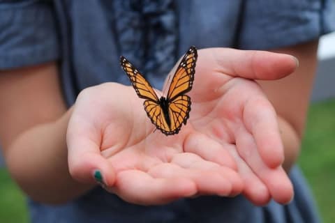 Monarch Butterfly Sanctuary Day Trip from Mexico City — photo 6