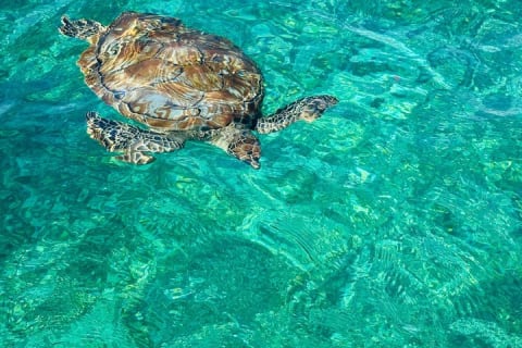 The secret of Caleta Tankah the Tulum reef and the hidden cove — photo 8
