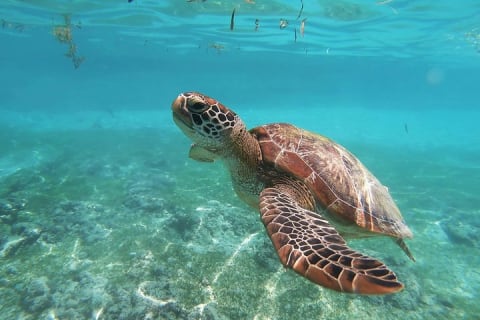 Full Day Turtle Adventure: ATV, Ziplines & Cenote w/Lunch — photo 13