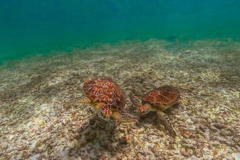 Discover Tulum from the Sea and Swim with Turtles — photo 1