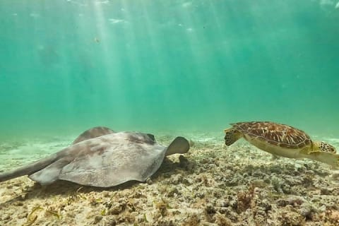 Discover Tulum from the Sea and Swim with Turtles — photo 3