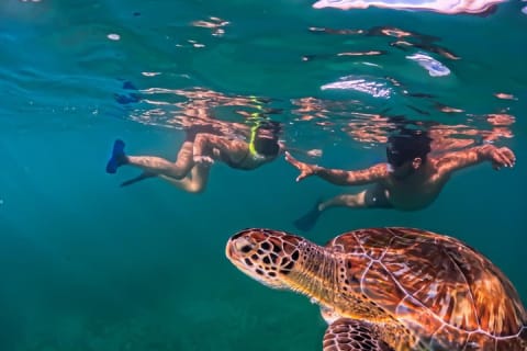 Discover Tulum from the Sea and Swim with Turtles — photo 8