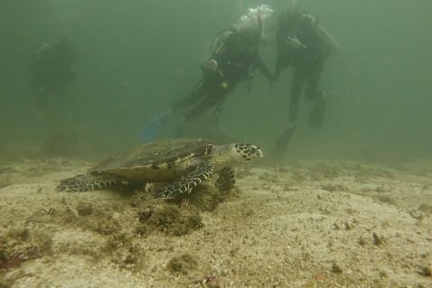 Buceo en grupo pequeño en Los Arcos desde Sayulita — photo 14